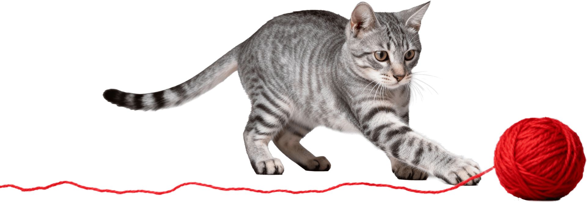 A tabby cat playing with a red ball of yarn.
