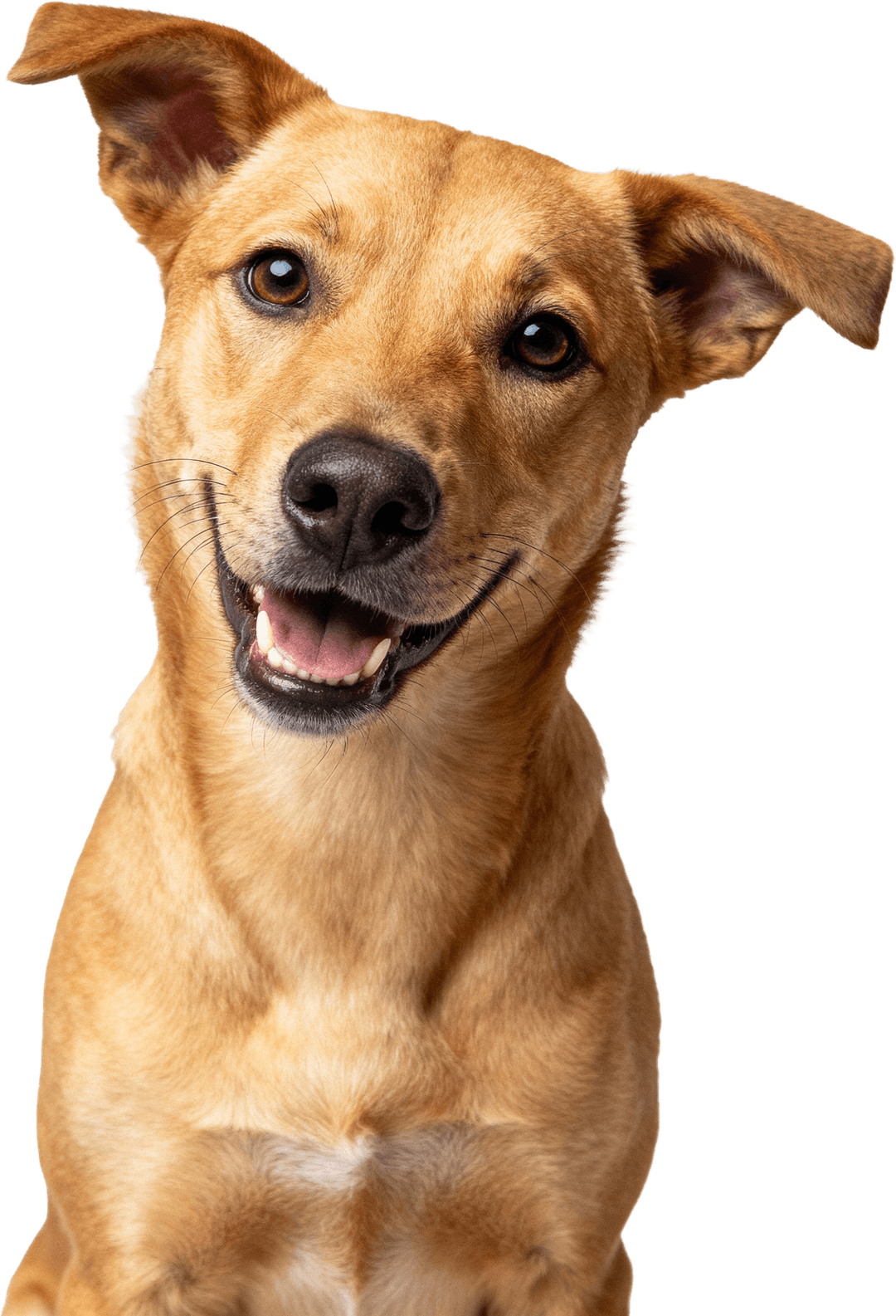 A happy brown dog smiling at the camera.